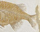 Phareodus Fish Fossil - Scarce Species #18701-4